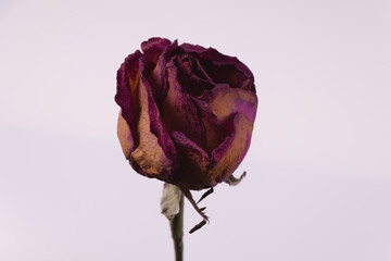 a lilac yellowed rose bud stands upright on a stem
