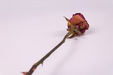 diagonally from us lies a yellowed rose on a stem