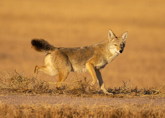 Obraz na płótnie Canvas Coyote kicking up dust
