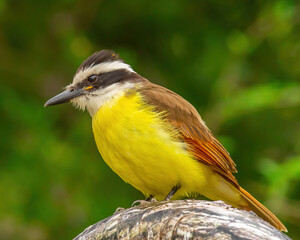 Great Kiskadee posing