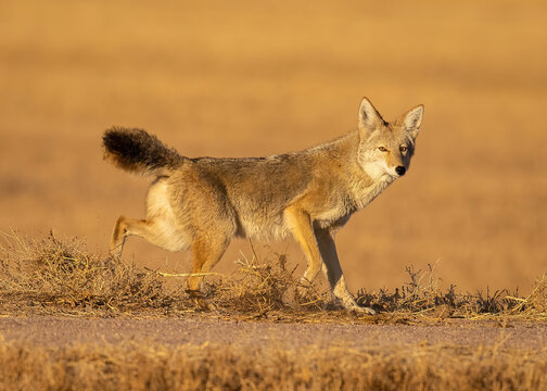 Coyote kicking up dust