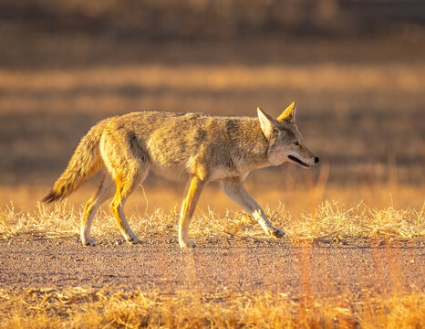 Coyote on the prowl