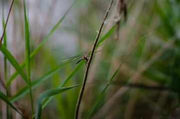 dragonfly on the grass