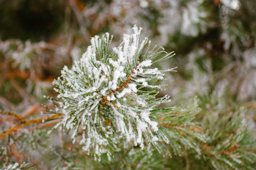 snow-covered pine branch in winter, close-up