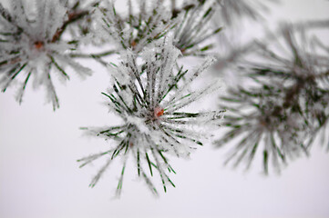 Naklejka na ściany i meble pine branch in winter on a white background, close-up