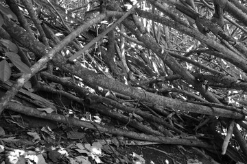 branches of a tree