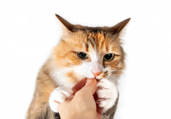 Hungry cat biting or gnawing finger of person trying to get kibbles in hand. Cute white and orange female kitty grabs and claws owners hand. Isolated on white. Selective focus.