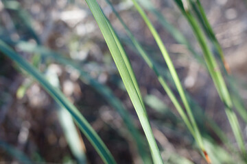 Simple rosulate distally cuspidate linear denticulately margined glaucous leaves of Chaparral Yucca, Hesperoyucca Whipplei, Asparagaceae, native, Topanga State Park, Santa Monica Mountains, Winter.
