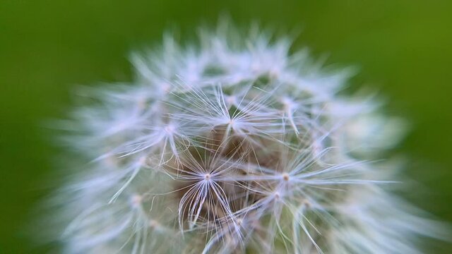 Extreme Close-Up Slow Motion Footage of a Dandelion Weed Flower Blowing in the Wind, with White Dandelion Seeds Rustling in the Wind