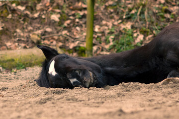 horse sleep and dream. Ill Horse with colic