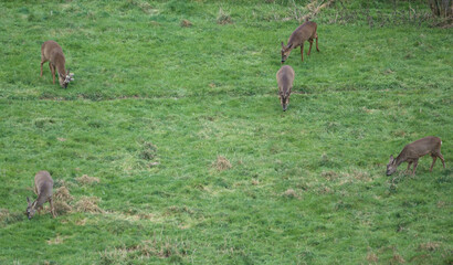 roe deer eating grass as a family group
