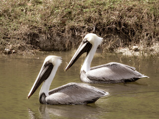 Pelican Pair swimming