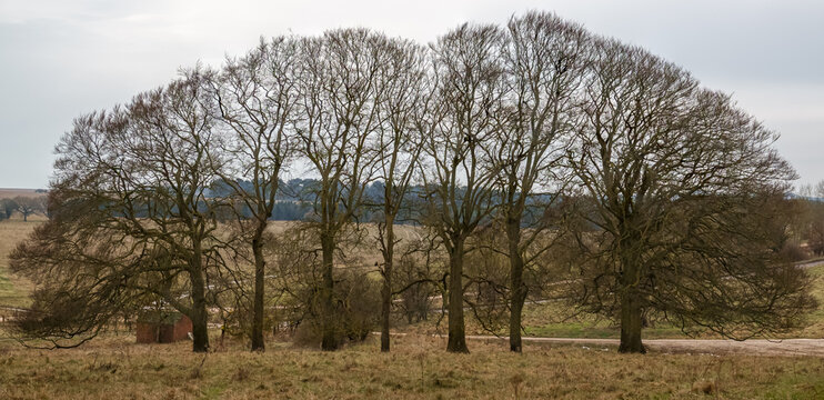 Curved Outline Of Winter Broadleaf Trees Against A Grey Winter Sky 