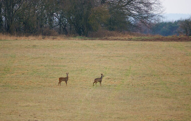 buck and roe deer poise ready to run from first hint of danger