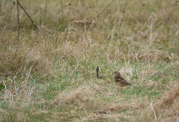 mistle thrush feeding in winter meadow grass