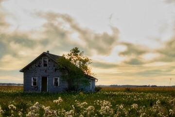 A dilapidated square brick home with one tree in a field at sunset in an agricultural countryside...