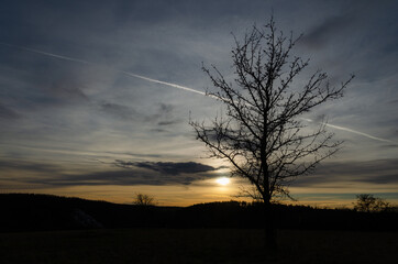Fototapeta premium A tree silhouette on a meadow in the sunset