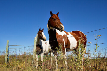 Two white and brown pinto horses looking sideways standing against a barbed wire pasture fence in a...