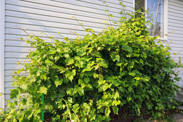 Small vine grows against the wall of house in courtyard. Unripe berries on plant on sunny summer day
