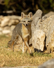 Grey Fox walking