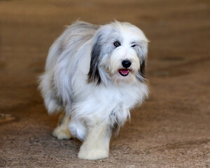 Bearded Collie