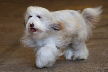 Bearded Collie