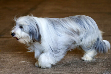 Bearded Collie