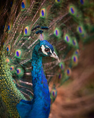 profile portrait of a produ peacock