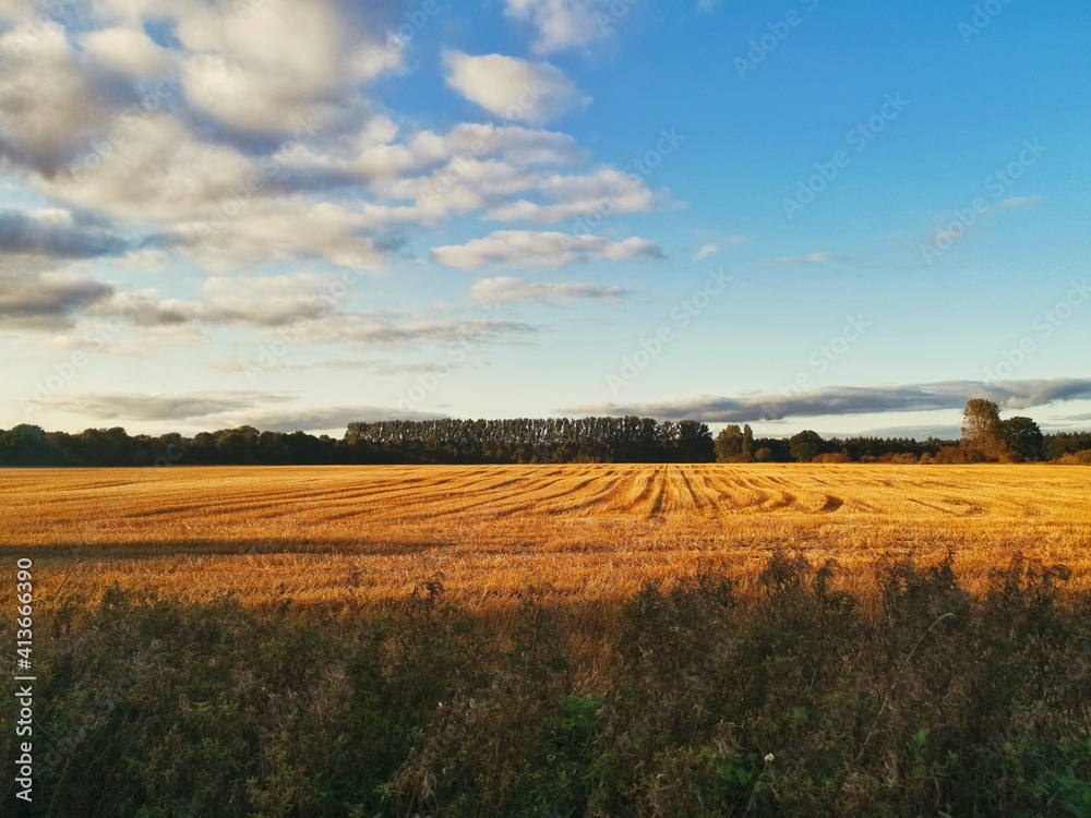 Wall mural field of wheat