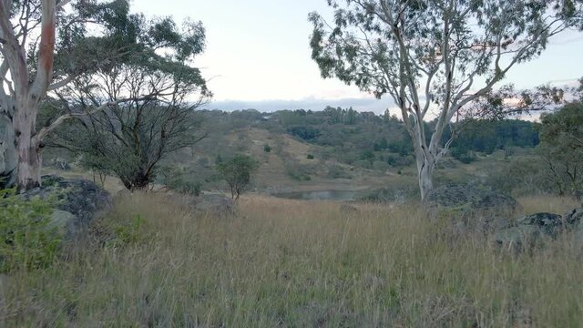 Fly through australian bush to reveal a lake at sunset