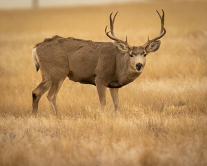 Mule Deer Buck in grass field