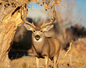 Mule Deer Trophy Buck