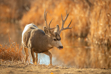 Mule Deer Trophy buck near pond
