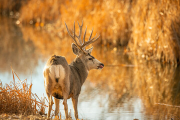 Mule Deer Buck licking lips