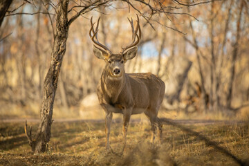 Mule Deer Buck posing
