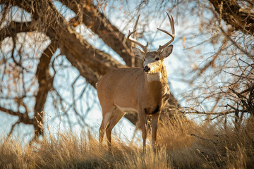 Whitetail Deer Trophy buck standing