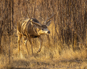 Mule Deer Trophy Buck in cover