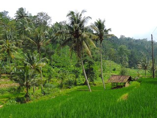 Fototapeta premium rice fields