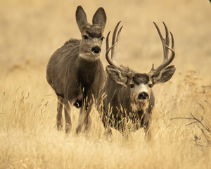 Fototapeta premium Mule Deer Buck chasing doe during rut