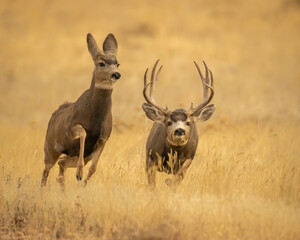 Mule Deer buck chasing doe to breed