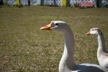 Obraz premium closeup picture of neck and head of domestic white goose