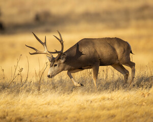 Obraz premium Mule Deer Buck walking in field
