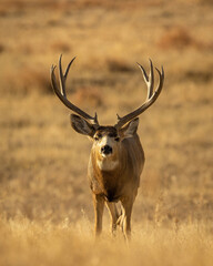 Naklejka na ściany i meble Mule Deer Trophy Buck in field