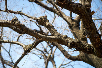 桜の木・冬・枝・樹皮