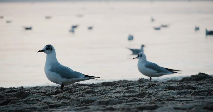 Duo de mouette au bord de la mer