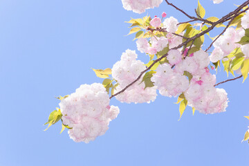 青空を背景に満開の八重の桜　福禄寿
