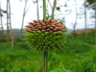 garden plants