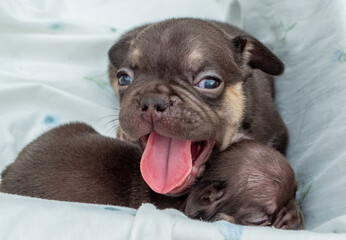 Obraz premium bulldog puppy