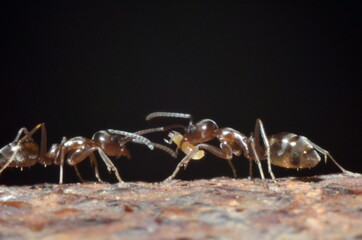 HORMIGA
