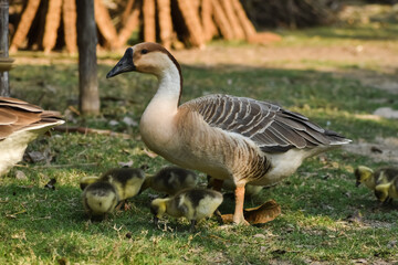 The ducks are looking for food with their babies